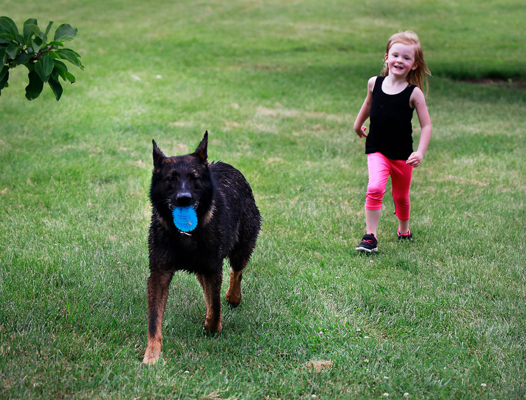 Bella Tyree chases Beowolf, a German Shepard, around Twin Lakes Dog Park